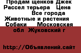 Продам щенков Джек Рассел терьера › Цена ­ 25 000 - Все города Животные и растения » Собаки   . Московская обл.,Жуковский г.